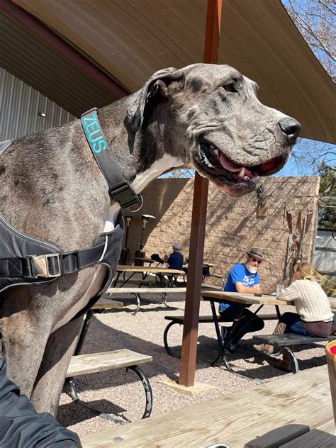 Towering Great Dane ‘zeus Claims Record For Worlds Tallest Dog