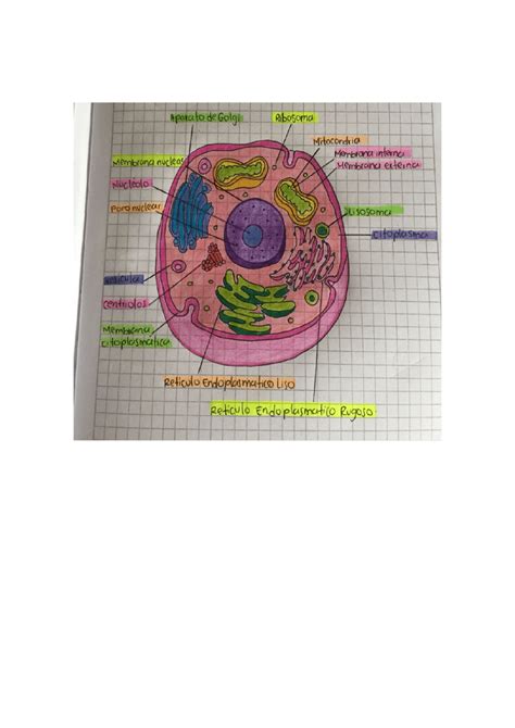 Biologia Celulas Eucariotas The Best Porn Website