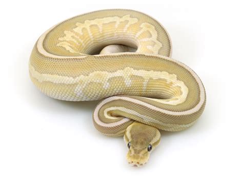 Butter Ghost Ball Python