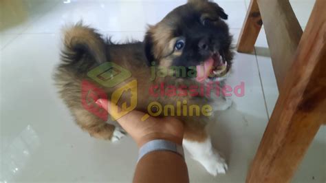 Pomeranian Cocker Spaniel Mix for sale in Jamaica Kingston St Andrew - Dogs