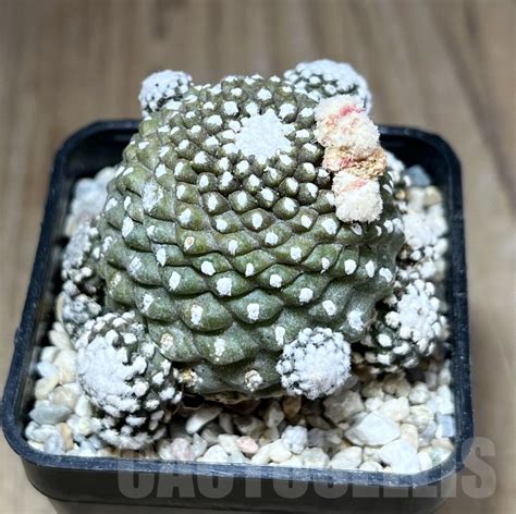 Shpr Copiapoa Tenuissima F Monstruosa