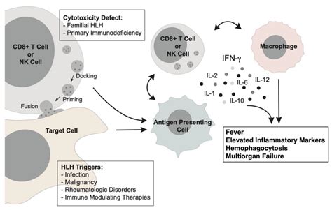 Pathophysiology Of Hlh [16] Primary Hlh Is Driven By Genetic Defects Download Scientific