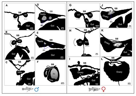 Biology Free Full Text Gonad Ontogeny And Sex Differentiation In A