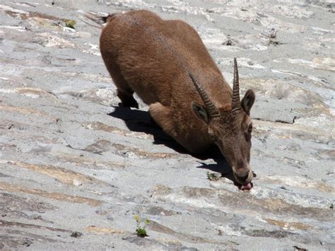 The Dam Climbing Alpine Ibex Amusing Planet