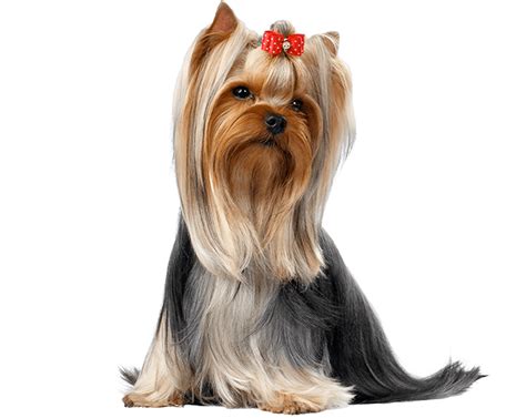 Why Dog Nail Trimming Is Important And Where To Find Dog Wash And