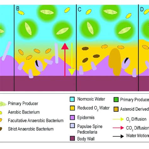 Conceptualization Of How Microbial Activities In The Dbl May