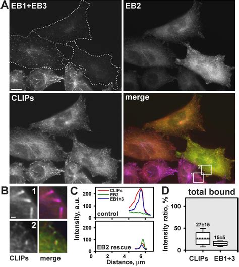 Overexpressed Eb2 Does Not Restore Clip Accumulation After Depletion Of Download Scientific