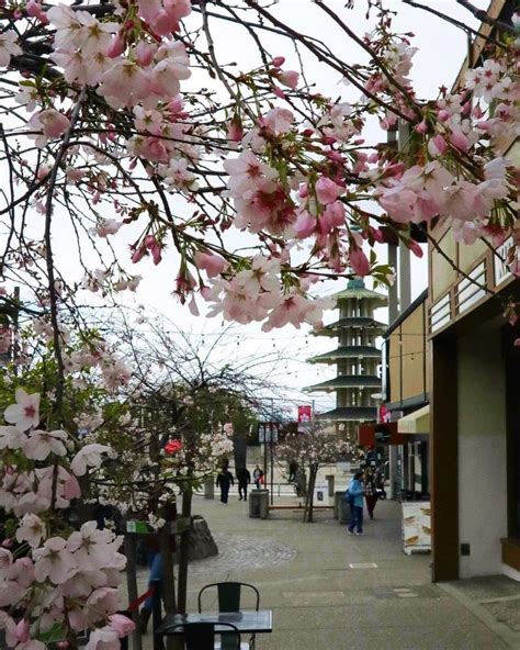 San Francisco Cherry Blossom Festival 2025 - Isabel AnnaMaria