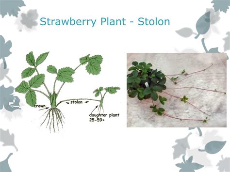 PPT - Plant Reproduction PowerPoint Presentation, free download - ID ...