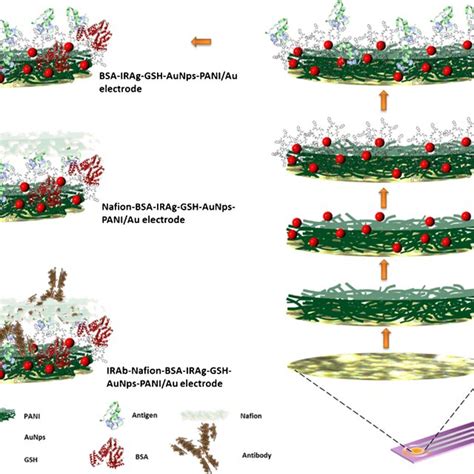 The Preparation Procedure Schematic Of Electrochemical Immunosensor