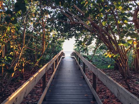 Free Images Beach Tree Nature Forest Branch Bridge Sunlight