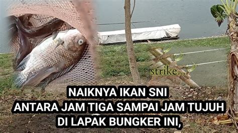 Lapak Bungker Batujajar Ikan Nila Kalah Sama Ikan Keting Baung Youtube