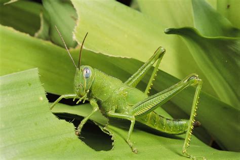 Exploring The Diet Of Grasshoppers What Do Grasshoppers Eat