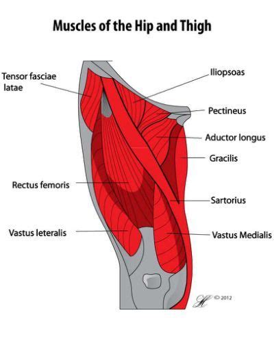 Hip Flexor Bruise Bruising May Muscle Strain Hip Flexor Stretch Tight