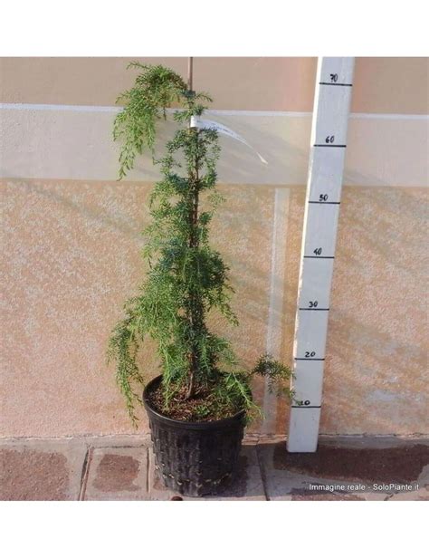 Ginepro Oblonga Pendula Vendita Piante On Line Solopiante It