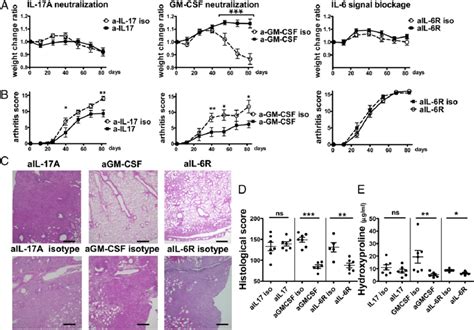 Gm Csf Neutralization Inhibited The Development Of Ild In Skg Mice A