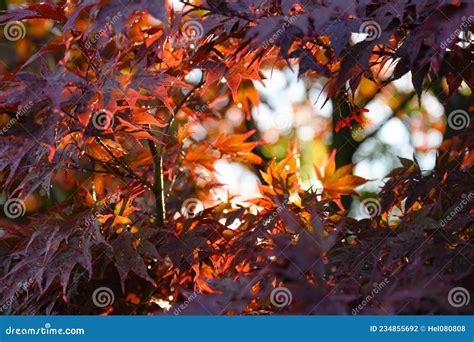 Natureza Do Outono Fundo De Folhas De Carapa A Vermelha Soprando No