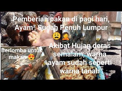 Begini Kekurangan Di Kandang Pau Lipu Farm Saat Hujan Deras YouTube