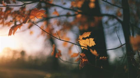 Wallpaper Sunlight Trees Forest Fall Depth Of Field Sunset