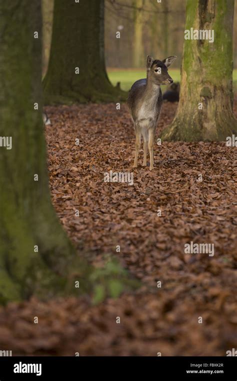Dama Dama Fallow Deer Stock Photo Alamy