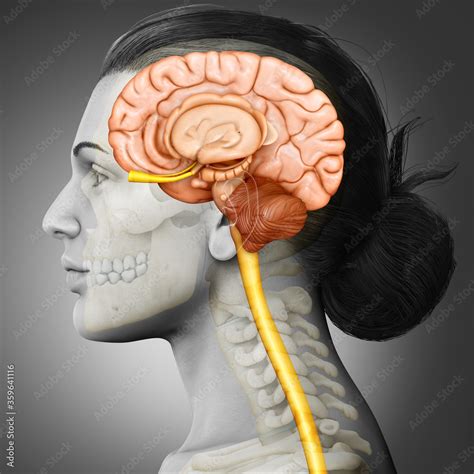 3d Rendering Medical Illustration Of Female Brain Anatomy Stock