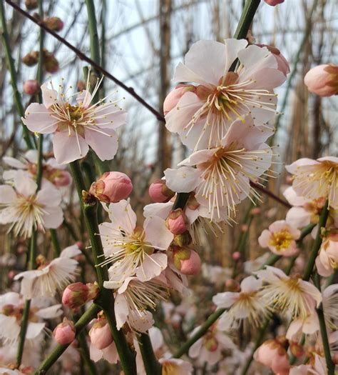 Prunus Mume Omoi No Mama Frank P Matthews