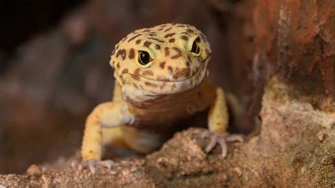 Leopard Gecko Care