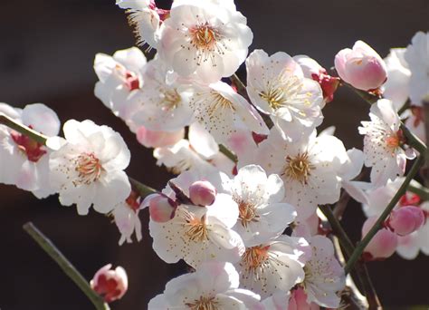 Plum Blossom Season In Japan Japansaucenet