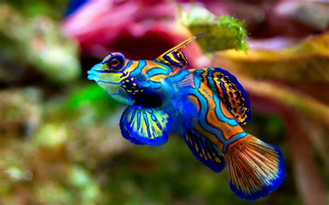 Fish Wallpaper And Screensavers 58 Images