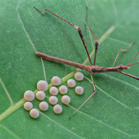 At What age Do stick insects lay eggs – Pet Brilliant.com