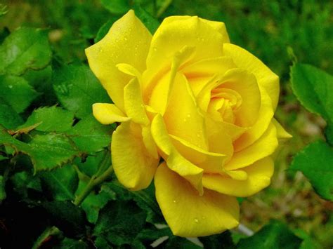 Beautiful Yellow Rose Flowers Hd Wallpapers