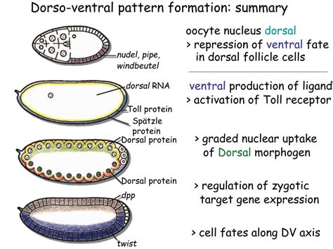 Ppt Drosophila Dorsal Ventral Axis Detemination Powerpoint