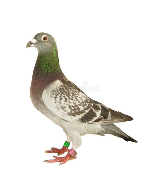 Full Body Of Speed Racing Pigeon Bird Standing Isolate White Background