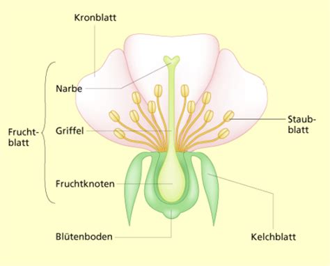 Von der Blüte zum Apfel Mosterei Kobelt