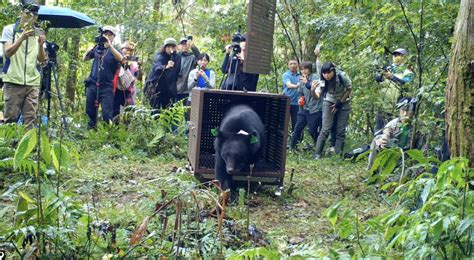 230613電子報｜黑熊誤入山豬吊傷復野放 陷阱疑為獵人放置難溯源 環境資訊中心