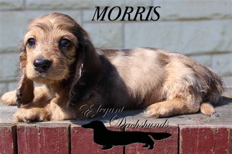 Red Dapple Longhair Dachshund Elegant Dachshunds Baby Puppies Cute