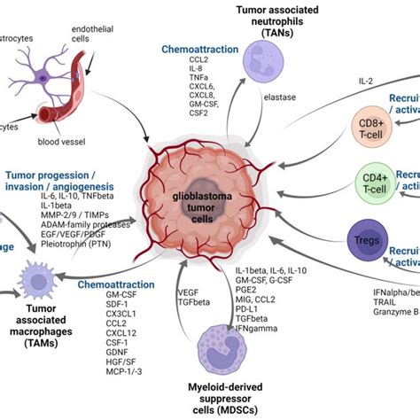 Immune Cells Types Of Tumor Microenvironment Of Gbm The Illustration