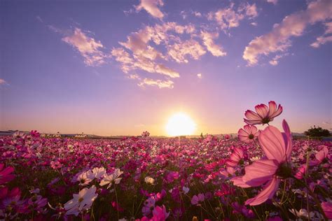 Earth Cosmos Sky Japan Sun Purple Flower Nature Flower Field Wallpaper