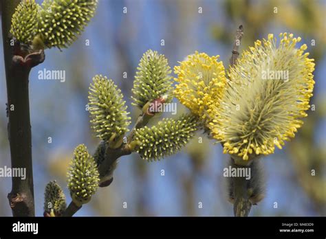 Salix Caprea Pussy Willow Female And Male Flowers Stock Photo Alamy