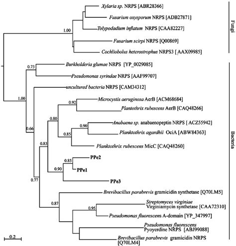 Phylogeny Of Fungal NRPSs Relationships Inferred By Maximum Likelihood