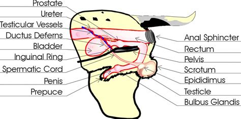 Anatomy Of A Female Dog Diagram