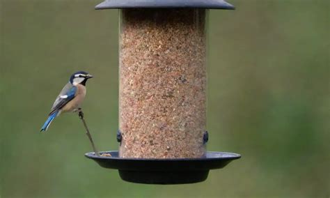 Mejores comederos para aves Guía completa y recomendaciones