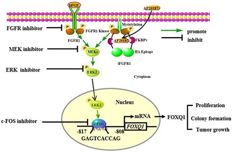 The FGFR1 Signaling Pathway Upregulates The Oncogenic Transcription