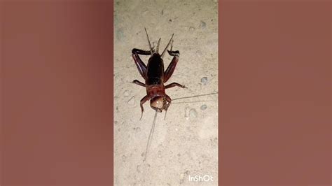 Cricket Insect Sound At Night Insects Cricketsoundsatnight Cricketsounds Viral Tending