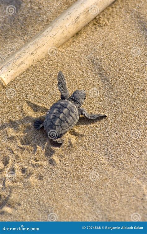 Loggerhead Turtle Babycaretta Caretta Stock Photo Image Of Born