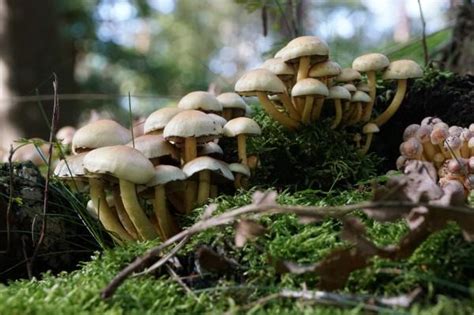 HONGOS MICORRIZAS Y SU RELACIÓN CON ÁRBOLES DE BOSQUES SUBTROPICALES