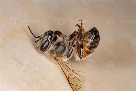 western honey bee  stock photo  vecteezy