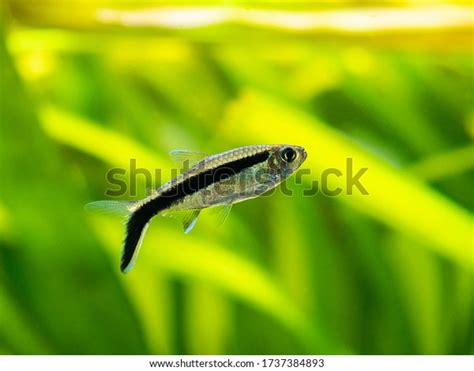 Penguin Tetra Photos Images Pictures Shutterstock