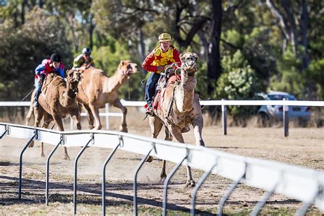 Camel Racing Saturday – Tara Festival of Culture & Camel Races