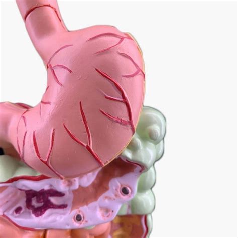 Jual Model Anatomi Anatomi Organ Dalam Manusia Sistem Digestive